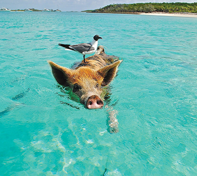 Destination Mer des Caraïbes